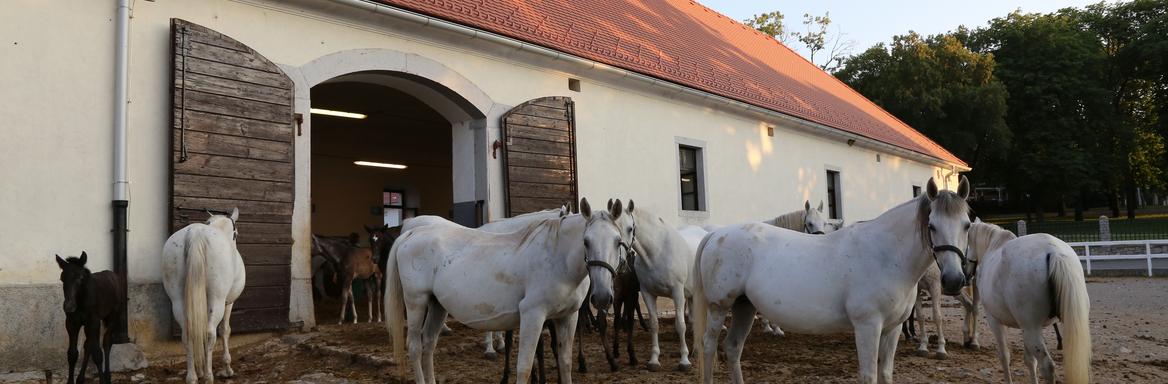 Lipicanci v ogradi v Kobilarni Lipica, 2019 (foto: Žiga Gorišek) 