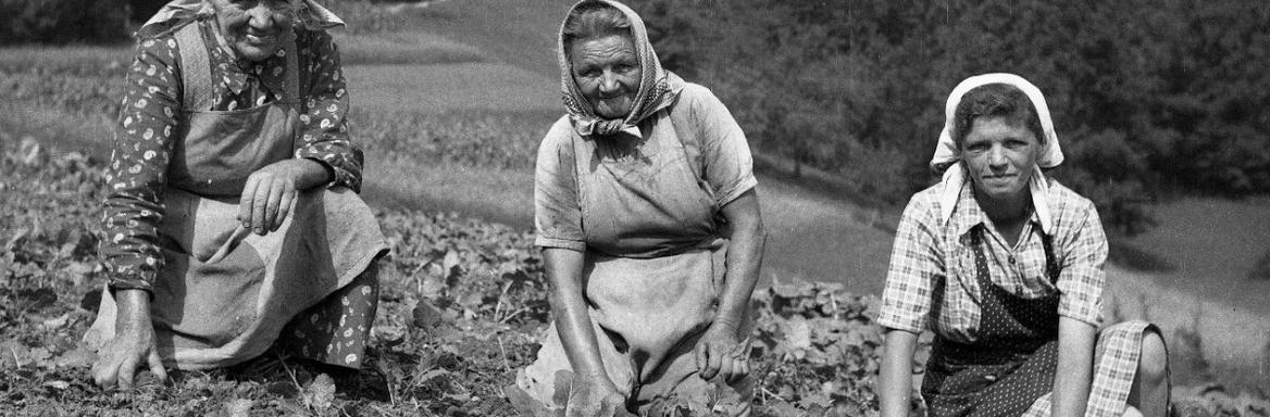 Pokrivanje glave med obiranjem plevela; Ševnica, Šentvid pri Stični; 1950 / Dokumentacija SEM (foto: M. Matičetov).