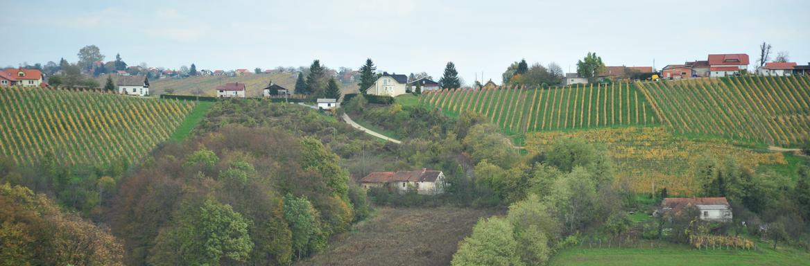Vinogradništvo. A. Jerin, 2013
