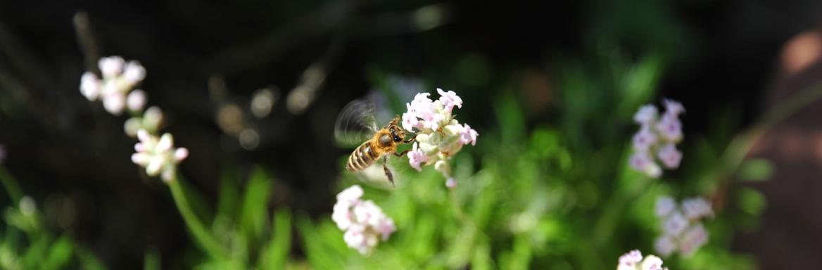 Kranjska čebela. Foto: Anja Jerin, 2010