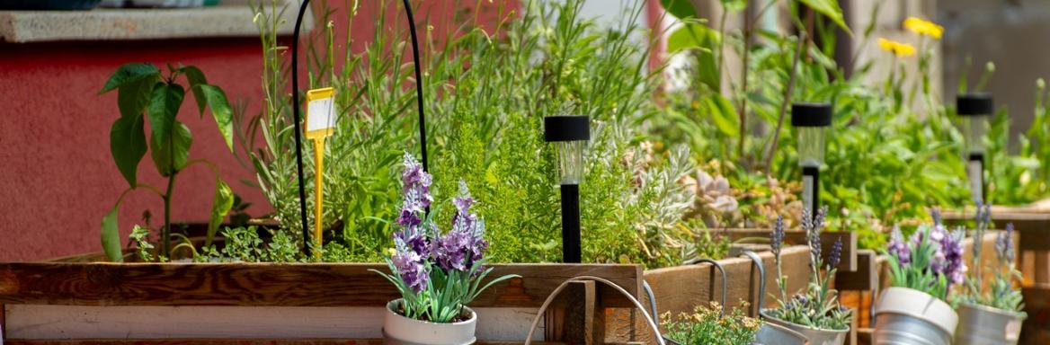 Zeliščni vrt Romskega Zeliščarskega društva ROMANCO-RMAN iz Šentjerneja, 6. junij 2025. Foto: Sandi Horvat.