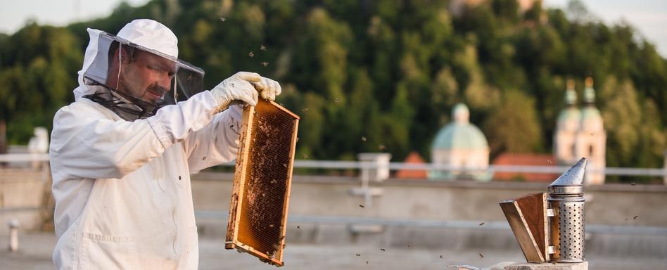 Urbani čebelar Gorazd Trušnovec med pregledovanjem panjev na strehi nad Ljubljano. Foto Luka Dakskobler