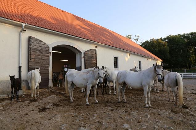 Lipicanci v ogradi v Kobilarni Lipica, 2019 (foto: Žiga Gorišek) 