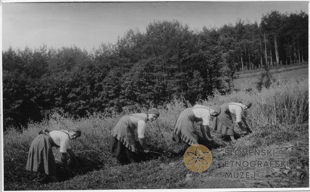 Rova, 1912, foto: Rudolf Andrejka, hrani Dokumentacija SEM