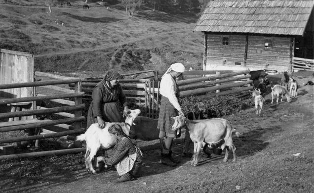 Molža koz, Dolška planina, foto Jernej Šušteršič, 1951. Hrani Dokumentacija SEM.