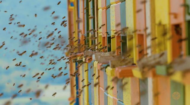 Prizor iz filmske predstavitve čebelarstva