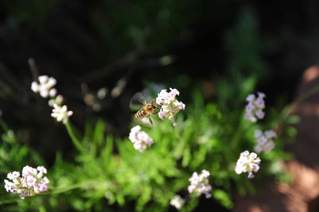 Kranjska čebela. Foto: Anja Jerin, 2010