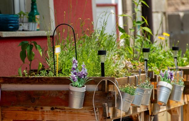 Zeliščni vrt Romskega Zeliščarskega društva ROMANCO-RMAN iz Šentjerneja, 6. junij 2025. Foto: Sandi Horvat.