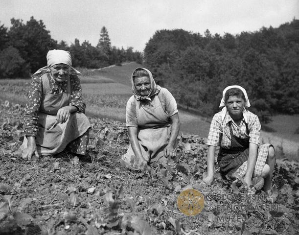 Pokrivanje glave med obiranjem plevela; Ševnica, Šentvid pri Stični; 1950 / Dokumentacija SEM (foto: M. Matičetov). Pokrivanje glave med obiranjem plevela; Ševnica, Šentvid pri Stični; 1950 / Dokumentacija SEM (foto: M. Matičetov).