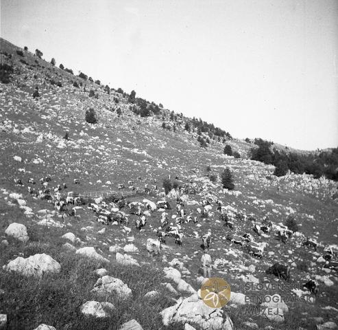 Sužidska planina, krave odhajajo zgodaj zjutraj na pašo.