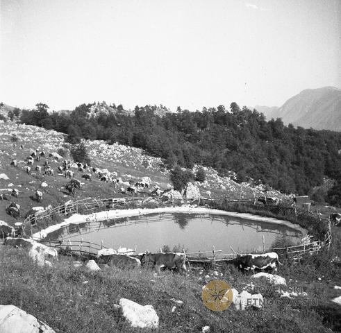 Sužidska planina, "lepoč" - napajališče.