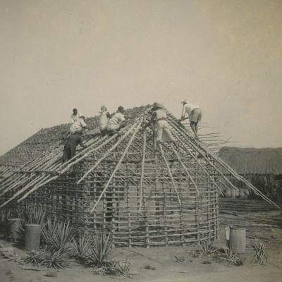 Delavci postavljajo objekt za svojo nastanitev v času dela na plantaži. Arhiv Stanka Groma, hrani SEM.