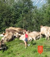 Pašna skupnost Matajur. Foto: Š. Ledinek Lozej, 2011