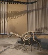 Museum für Naturkunde Berlin