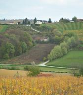 Vinogradništvo. A. Jerin, 2013