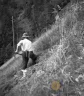 Kosec Anton Franko kosi travo u grivi, Bukovski Vrh 1, u Lipetah, 1954. Foto: Boris Orel