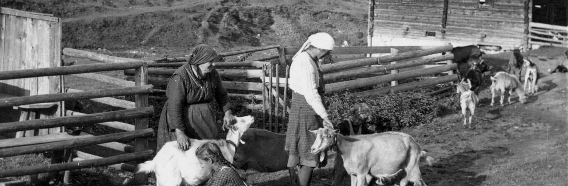 Molža koz, Dolška planina, foto Jernej Šušteršič, 1951. Hrani Dokumentacija SEM.