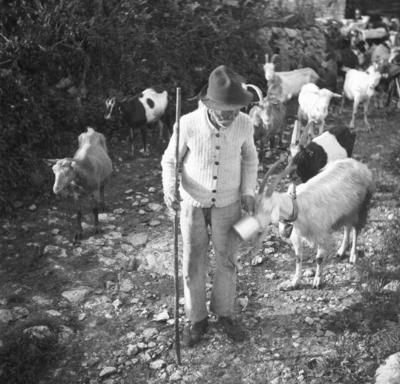 Koze s svojm lastnikom, Robidišče. Foto B. Orel, 1951. 