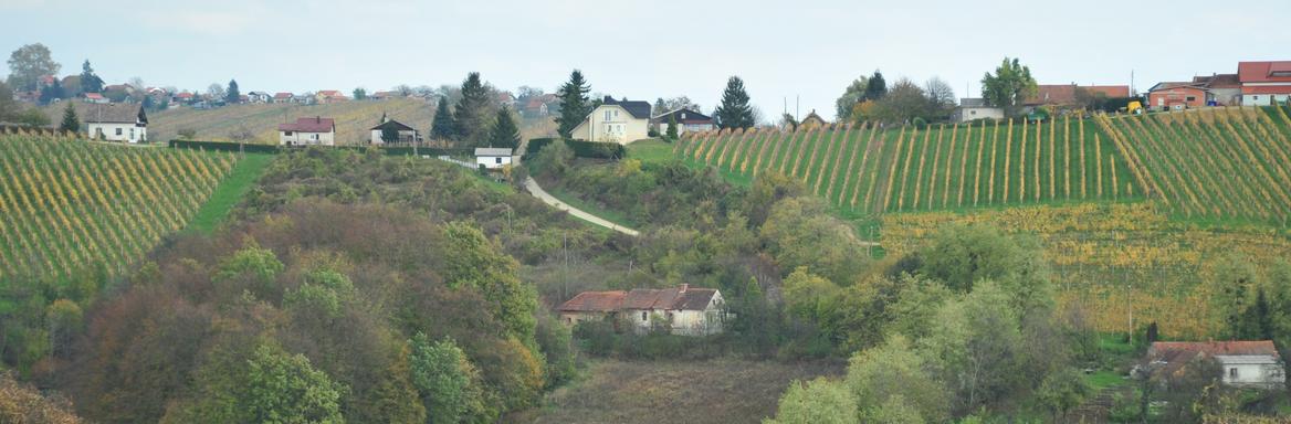 Vinogradnistvo, Foto: Anja Jerin
