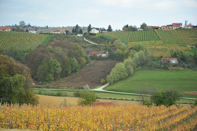 Vinogradnistvo, Foto: Anja Jerin