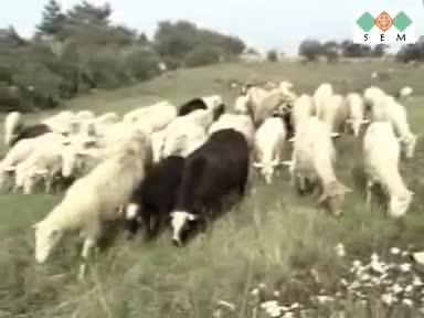 Pastirji se vračajo