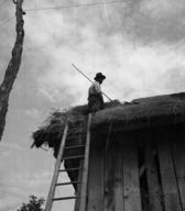 Slamokrovec pri delu, Št. Jurij 1948, foto: Boris Orel