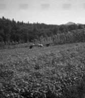 Pobiranje plevela na njivi z repo, Rogatec 1948, foto: Joško Šmuc
