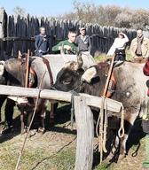 Prikaz vpreganja volov.