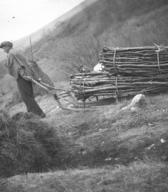 Vleka drv na saneh. Foto: Fanči Šarf