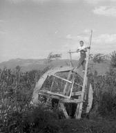 Kolo za črpanje vode. Ohrid 1955.