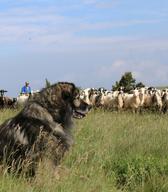 Vzreja kraških ovčarjev, Foto: Blaž Vehovar, 2016